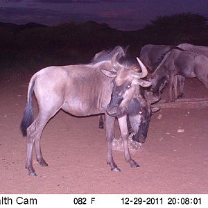 Trail Camera Namibia