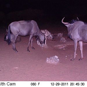 Trail Camera Namibia