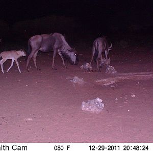 Trail Camera Namibia