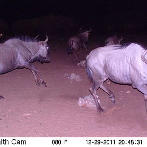 Trail Camera Namibia