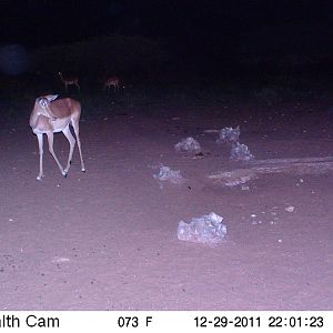 Trail Camera Namibia