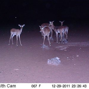 Trail Camera Namibia