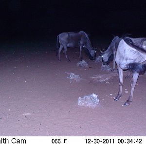 Trail Camera Namibia