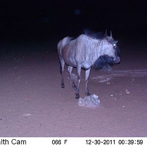 Trail Camera Namibia