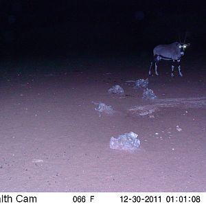 Trail Camera Namibia