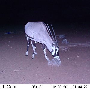 Trail Camera Namibia