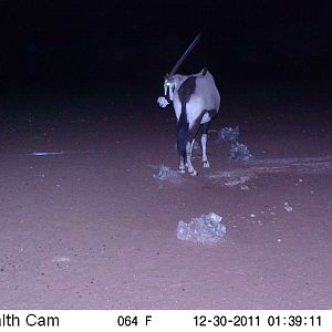 Trail Camera Namibia