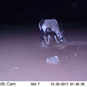 Trail Camera Namibia