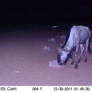 Trail Camera Namibia