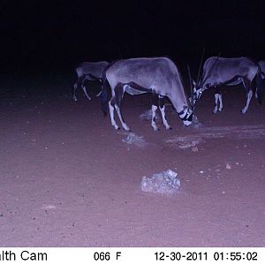 Trail Camera Namibia