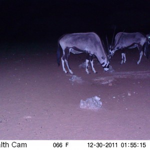 Trail Camera Namibia