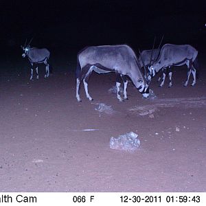 Trail Camera Namibia