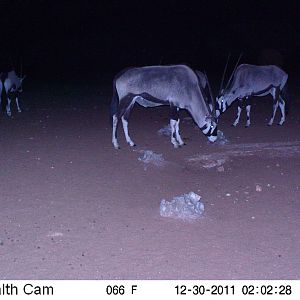 Trail Camera Namibia