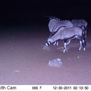 Trail Camera Namibia