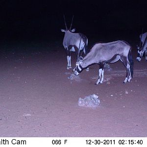 Trail Camera Namibia