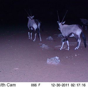 Trail Camera Namibia