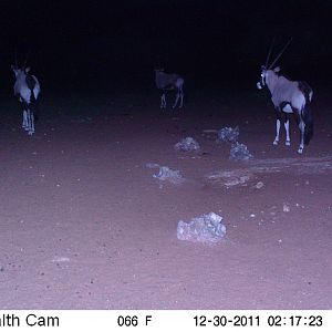 Trail Camera Namibia