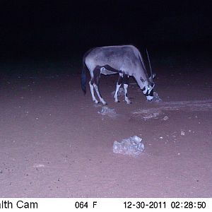 Trail Camera Namibia