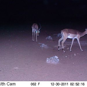 Trail Camera Namibia