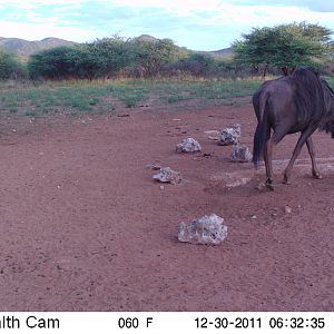 Trail Camera Namibia