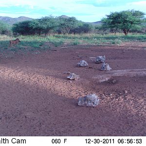 Trail Camera Namibia