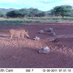 Trail Camera Namibia