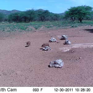 Trail Camera Namibia