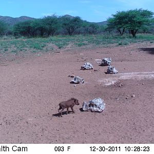 Trail Camera Namibia