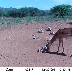 Trail Camera Namibia