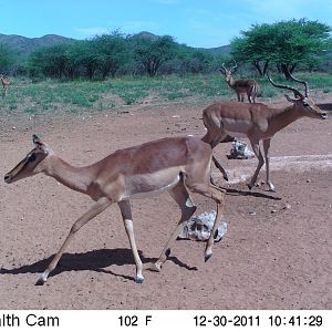 Trail Camera Namibia