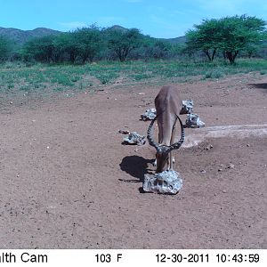 Trail Camera Namibia