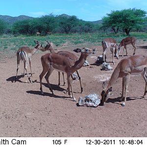 Trail Camera Namibia