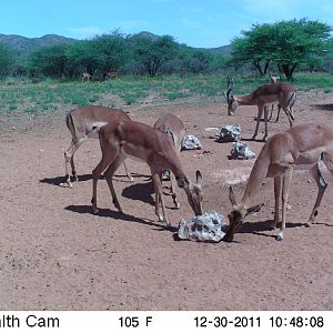 Trail Camera Namibia