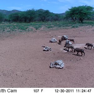 Trail Camera Namibia