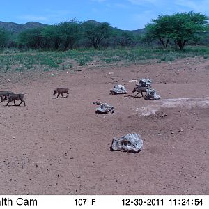 Trail Camera Namibia