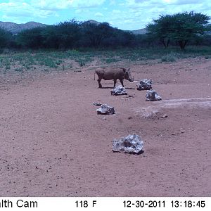 Trail Camera Namibia