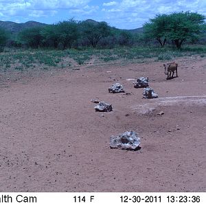 Trail Camera Namibia