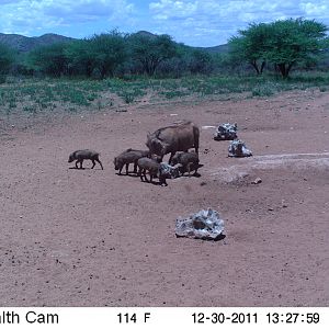 Trail Camera Namibia