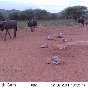 Trail Camera Namibia