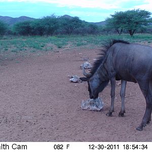 Trail Camera Namibia