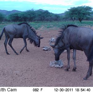 Trail Camera Namibia