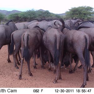 Trail Camera Namibia