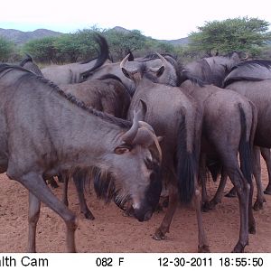 Trail Camera Namibia