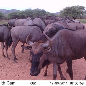 Trail Camera Namibia