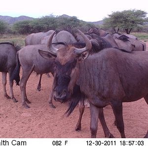 Trail Camera Namibia