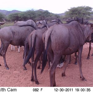 Trail Camera Namibia