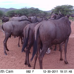 Trail Camera Namibia