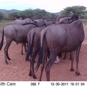 Trail Camera Namibia