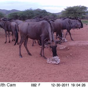 Trail Camera Namibia