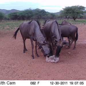 Trail Camera Namibia